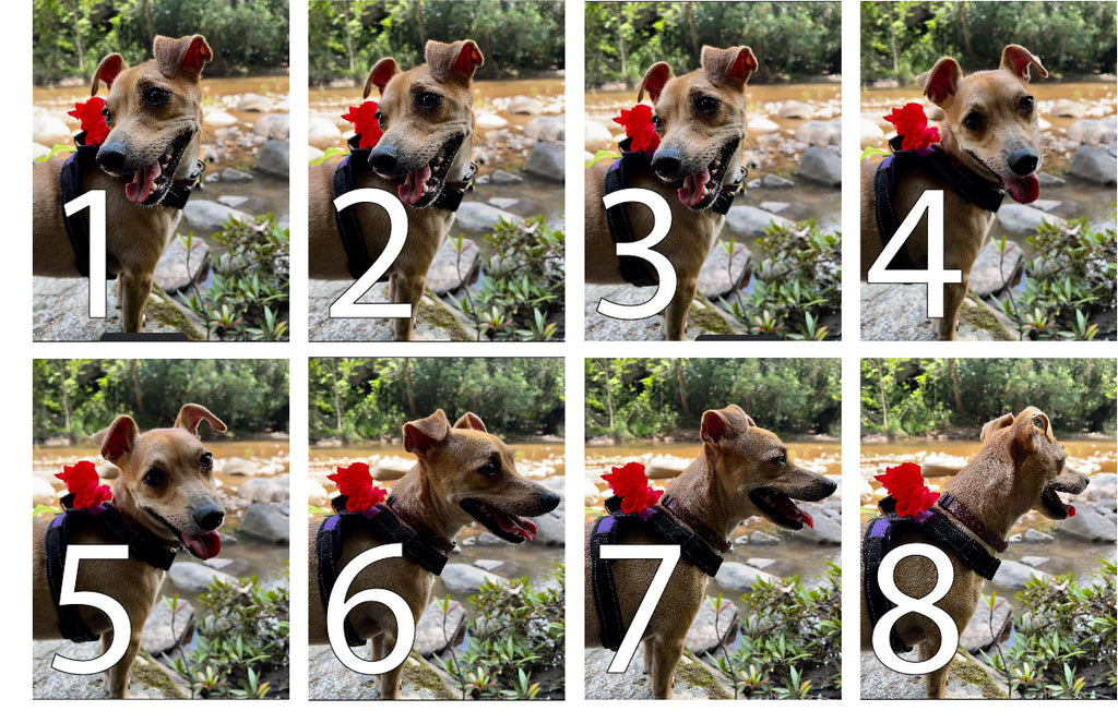 Photo Tip of the Week: Tip for Better Pet Photos